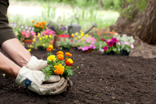 Culinary Garden