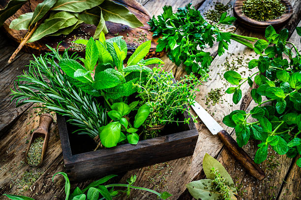 Growing Herbs for Cooking