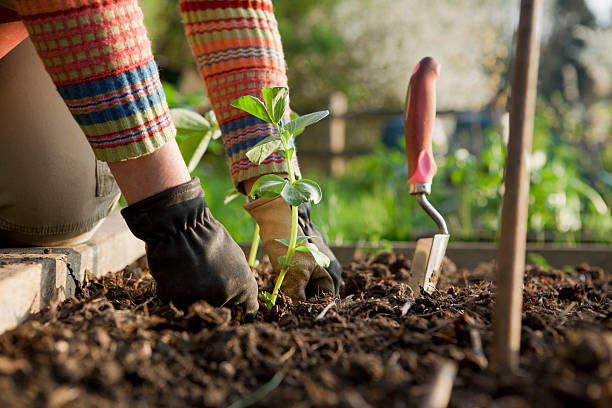 Growing Herbs for Cooking