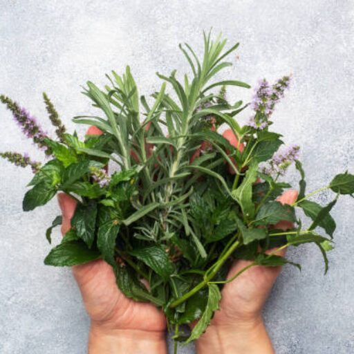 growing your own herbs