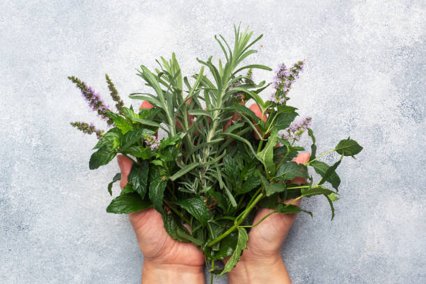 growing your own herbs