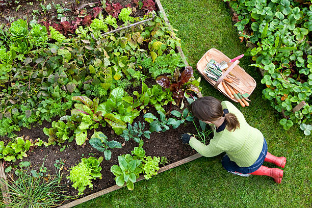  raised garden bed